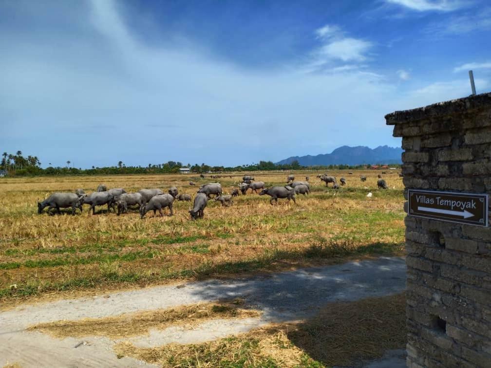 Villa Tempoyak Homestay Pantai Cenang  Zewnętrze zdjęcie